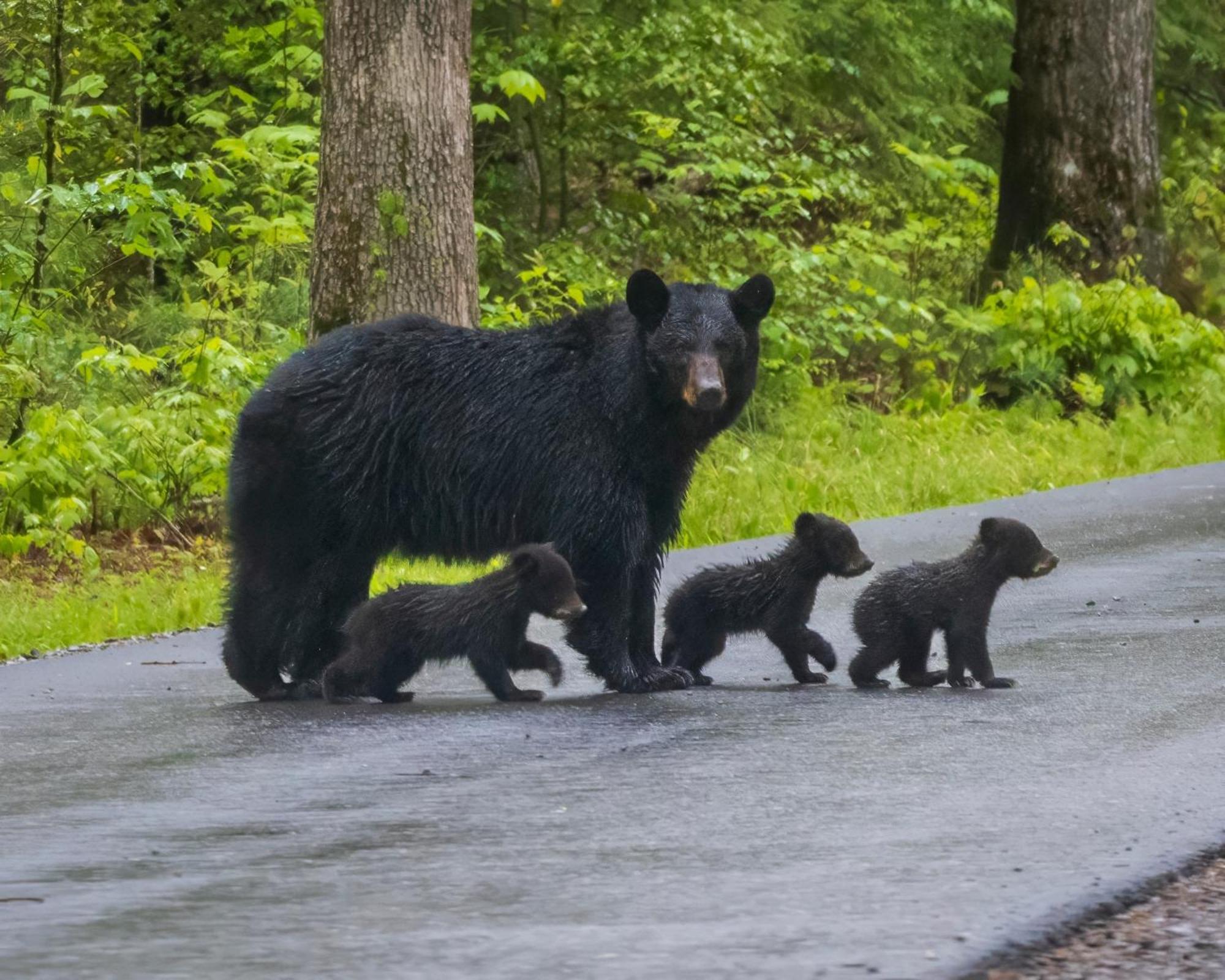 Smoky Mountain Serenity, Amazing Mountain Views 1089 Free Tickets Each Paid Day, Dollywood And More Sevierville Buitenkant foto